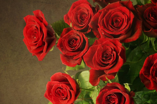 25朵玫瑰花语，25朵玫瑰花代表什么意思