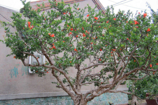 石榴树怎么剪枝，剪枝定型疏枝养护让其花果满树