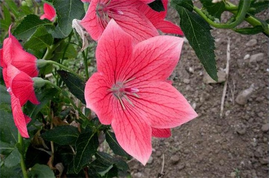桔梗花不同颜色的花语 每一种桔梗花都代表不同的爱 花语网
