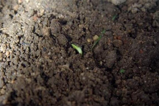 格桑花种子的种植方法，4个步骤使种子快速生根发芽