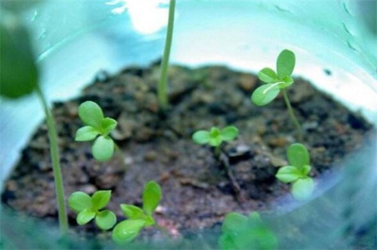 格桑花种子的种植方法，4个步骤使种子快速生根发芽