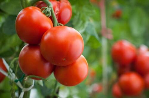番茄种子的种植方法，掌握4个步骤种植出美味的番茄