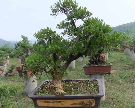 黄杨盆景的养护与管理，详解黄杨盆景的日常护理