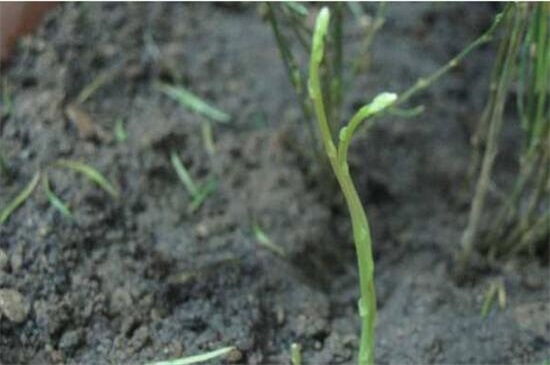 文竹种子种植方法如下，4个步骤即可种活文竹种子