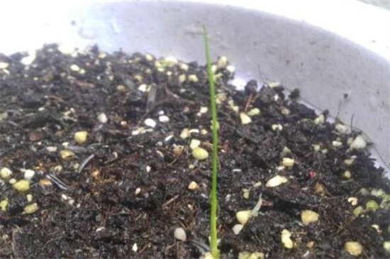 文竹种子种植方法如下，4个步骤即可种活文竹种子