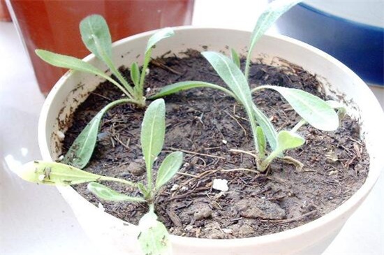 松果菊种子种植方法，3大步骤让松果菊种子快速发芽