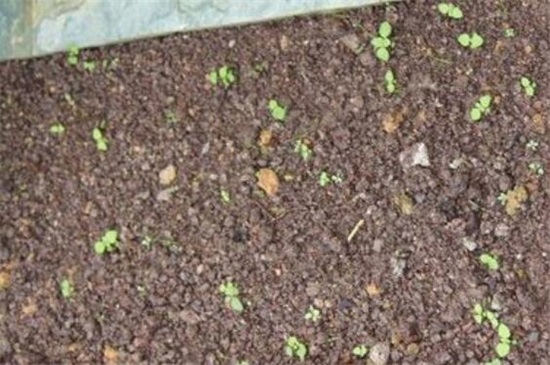 松果菊种子种植方法，3大步骤让松果菊种子快速发芽
