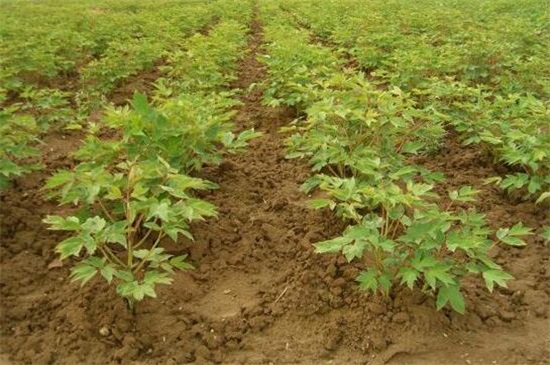 牡丹花种子种植方法，4大步骤让种子生根率提高50%