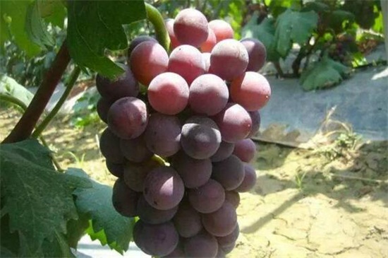葡萄品种大全