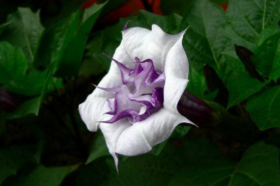 世界上最奇特的花花语，十大奇特罕见花卉的花语意义
