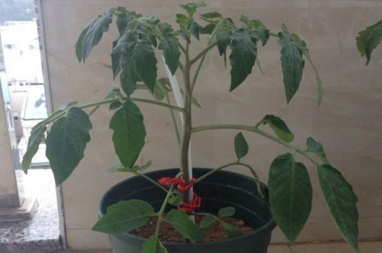 西红柿的种植方法图解，播种只需四步3～4天就可出芽