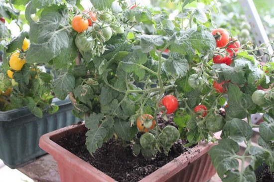 西红柿的种植方法图解，播种只需四步3～4天就可出芽