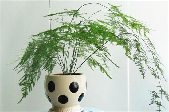 文竹什么时候播种，春季18℃以上最适宜种植