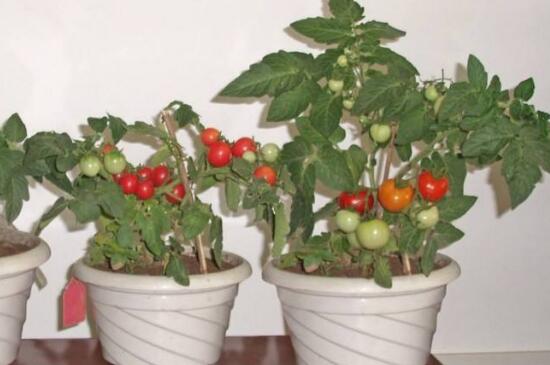 阳台盆栽西红柿的种植方法，4个步骤教你怎么盆栽西红柿