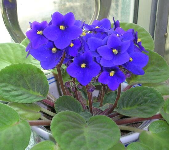 紫罗兰适合在室内养吗，紫罗兰的室内养殖方法大全