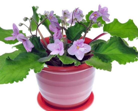 紫罗兰适合在室内养吗，紫罗兰的室内养殖方法大全