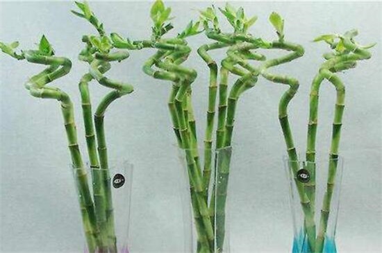 水培转运竹怎么养，5个步骤养一瓶茂密的转运竹