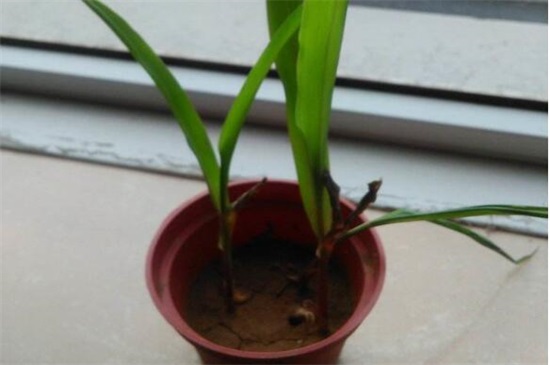 盆植玉米的过程，4个简单步骤将玉米种进花盆里