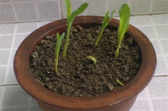 盆植玉米的过程，4个简单步骤将玉米种进花盆里