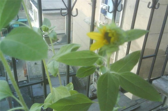 向日葵和太阳花的区别，4种方法教你怎样更快辨别
