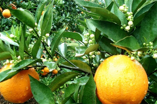 橙子种子怎么种植方法，4个步骤可让成活率翻倍