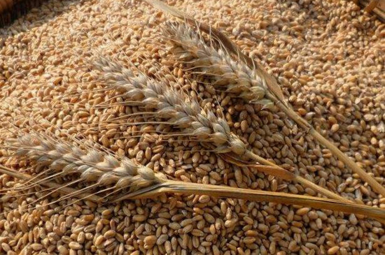 小麦的种植过程带图，播种只需四步一周就能出苗