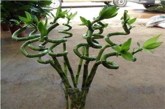 转运竹和富贵竹的区别，同种植物只有形状区别