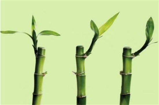 转运竹和富贵竹的区别，同种植物只有形状区别
