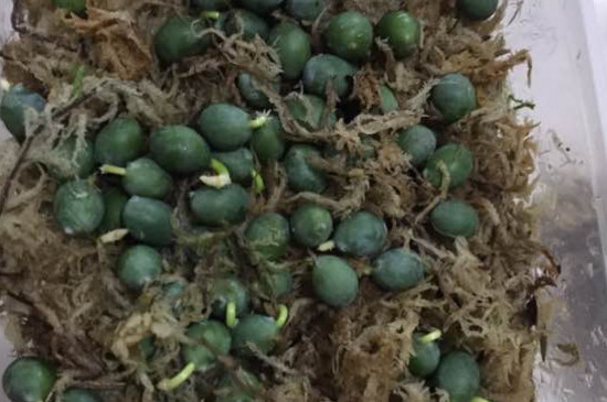 罗汉松种子多少钱一斤，25～35元一斤/罗汉松的播种方法