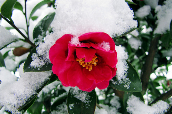 冬天的花有哪些花开，盘点十种在冬天开花的花卉