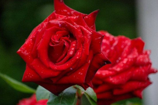33朵玫瑰一般要多少钱，花朵加包装一起200～500元不等