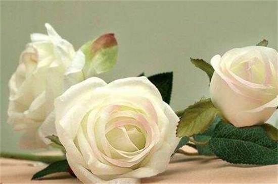 白玫瑰19朵代表什么，对爱的忍耐期待/一生一世只爱你