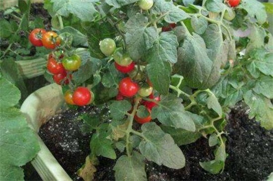 阳台种西红柿只开花不结果，4个办法让西红柿又大又圆