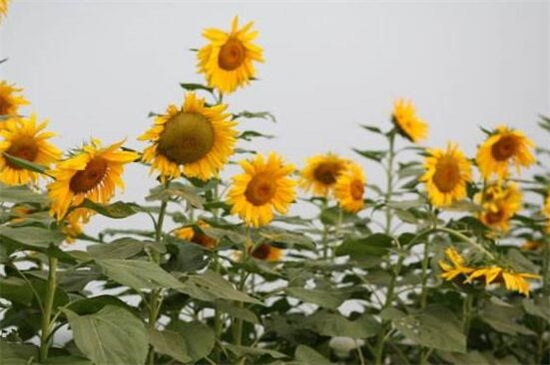 向日葵是什么季节开的 一般是夏季7 8月 还有5月和10月 花语网