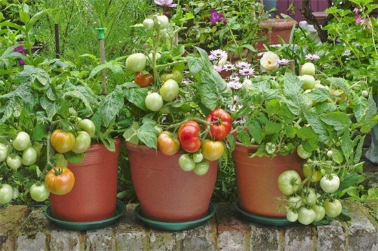 蕃茄开花后多久结果，正常养护15～30天可结果