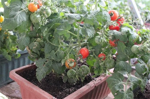 蕃茄开花后多久结果，正常养护15～30天可结果