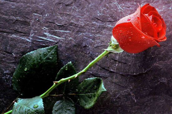 21朵玫瑰花代表什么，你是我的最爱以及真诚的爱