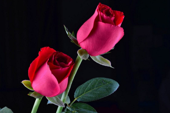 21朵玫瑰花代表什么，你是我的最爱以及真诚的爱