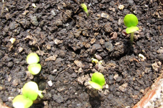 凤仙花播种方法有哪些，盆栽和露地播种/发芽只需5天