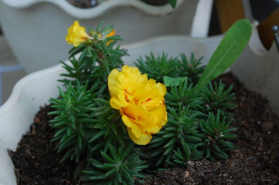 重瓣太阳花怎么繁殖，重瓣花后不结籽常用扦插分株繁殖