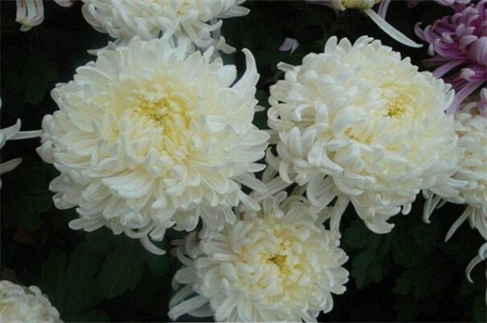 白色菊花花语是什么 白色菊花代表什么意思 哀悼 怀念 花语网