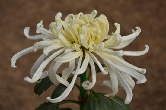 白色菊花花语是什么 白色菊花代表什么意思 哀悼 怀念 花语网