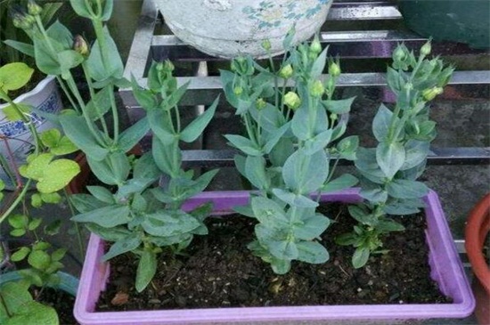 洋桔梗盆栽怎么养，5个方法教你养活洋桔梗