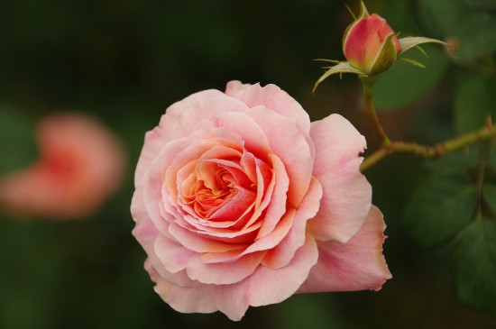 2朵粉玫瑰代表什么意思,你侬我侬这世上