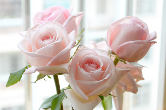 2朵粉玫瑰代表什么意思,你侬我侬这世上