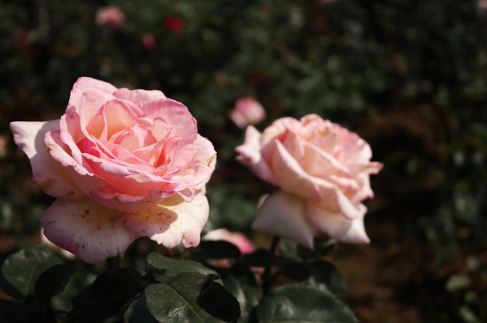 2朵粉玫瑰代表什么意思，你侬我侬这世上只有你我