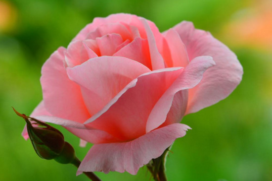 2朵粉玫瑰代表什么意思，你侬我侬这世上只有你我