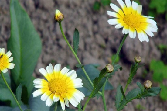  地栽菊花的养殖方法，四个方法成功养殖地栽菊花