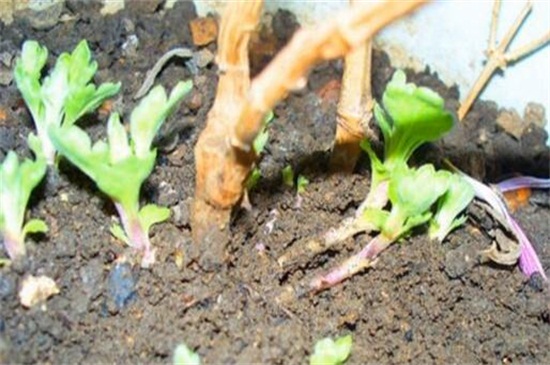  地栽菊花的养殖方法，四个方法成功养殖地栽菊花