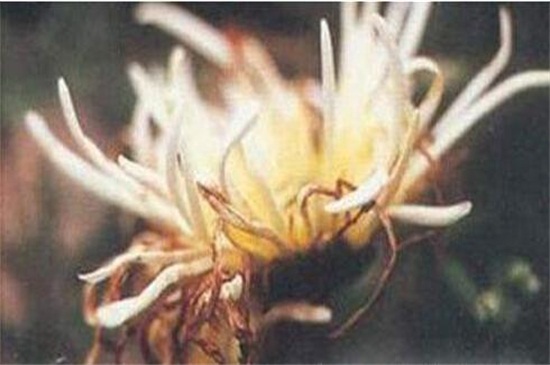 菊花的修剪方法图解，五个步骤加强菊花盆栽观赏性